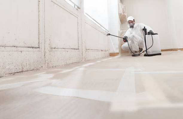 Black mold remediation team in Lincoln Park