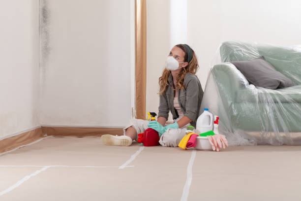 Mold Removal service in Lincoln Park